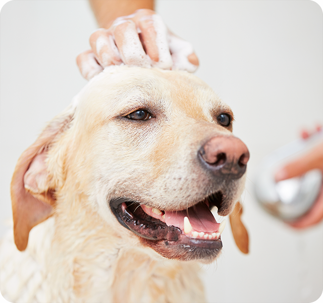 シャワーを浴びる犬