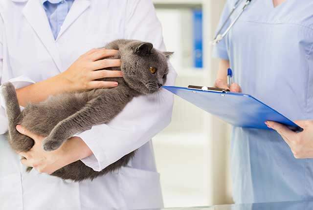 診察を受ける猫