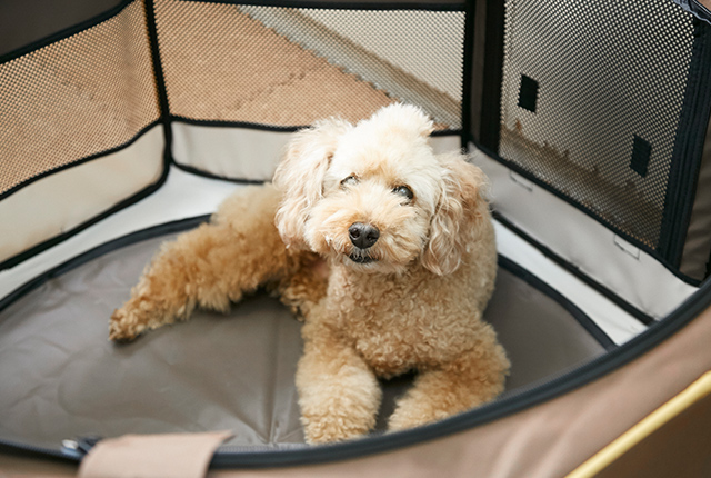 車の窓から顔を出す犬
