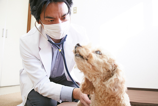 犬と猫の医療体制について