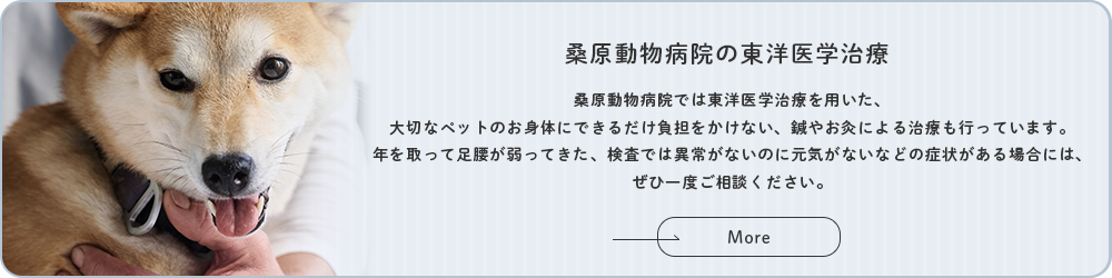 桑原動物病院の東洋医学治療